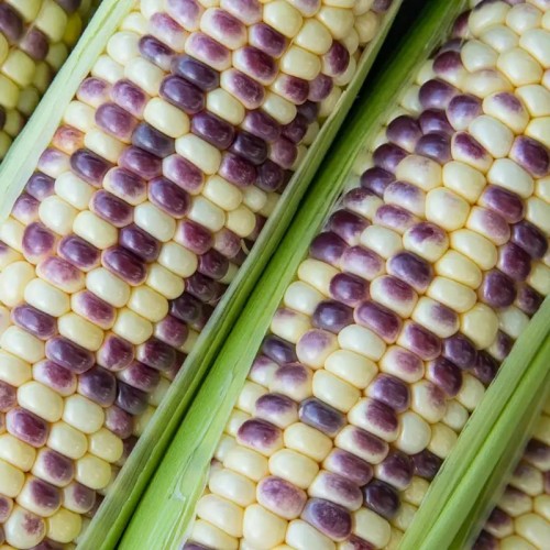 Image 8224
